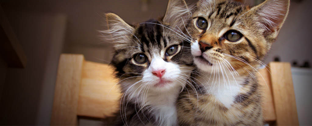 Deux chatons tigrés 